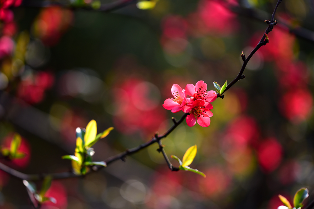 DSC_8207 - .JPG
