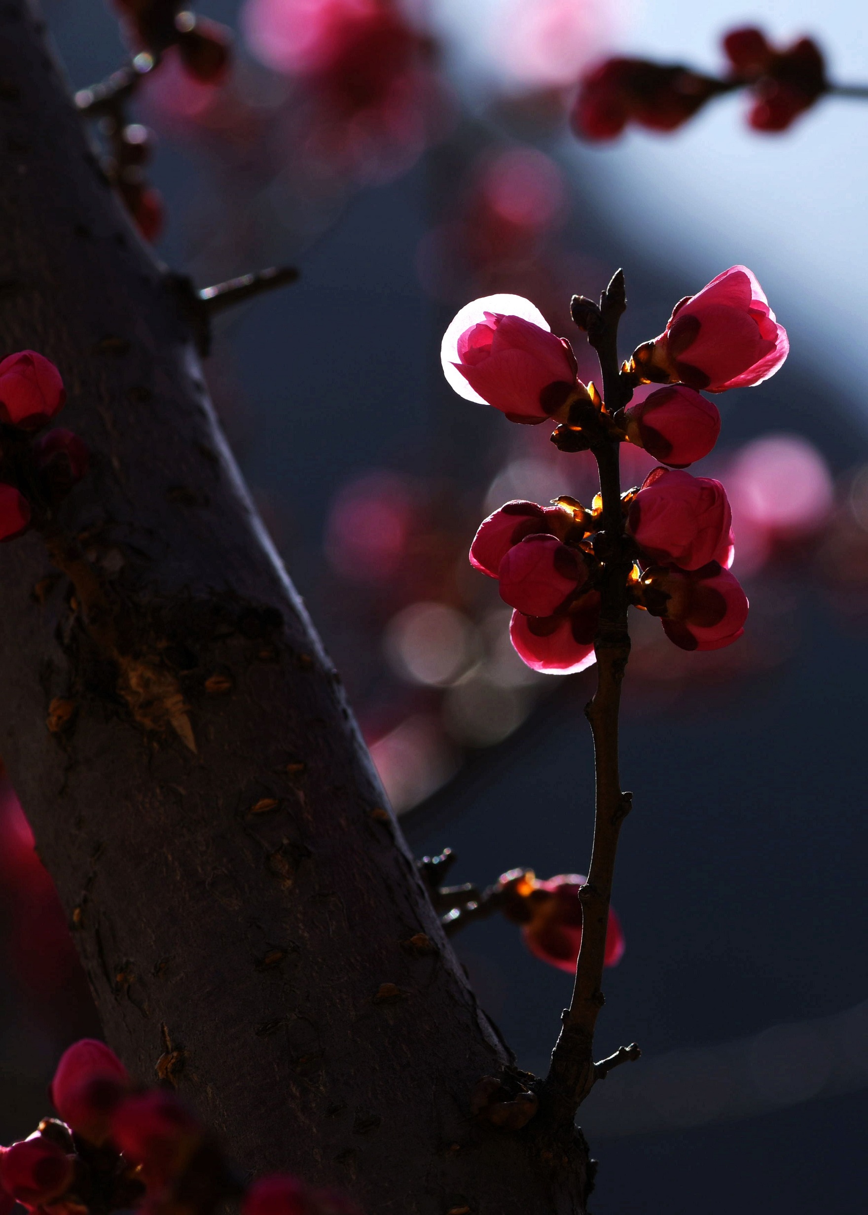 红梅花开枝头俏