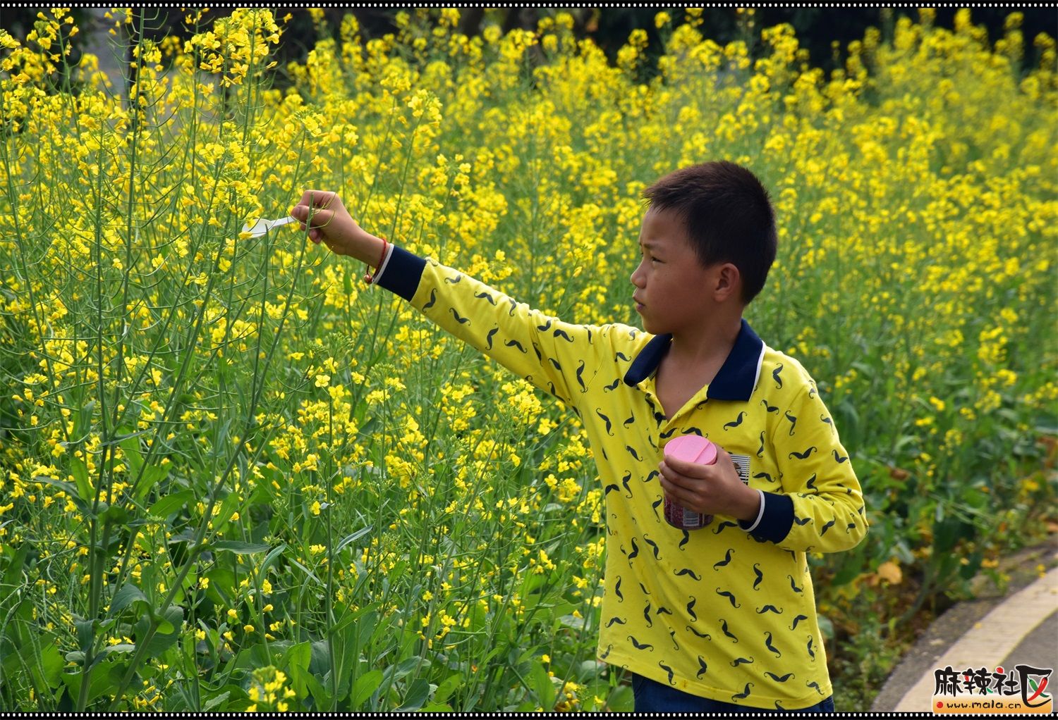 松山湖畔,油菜花海!