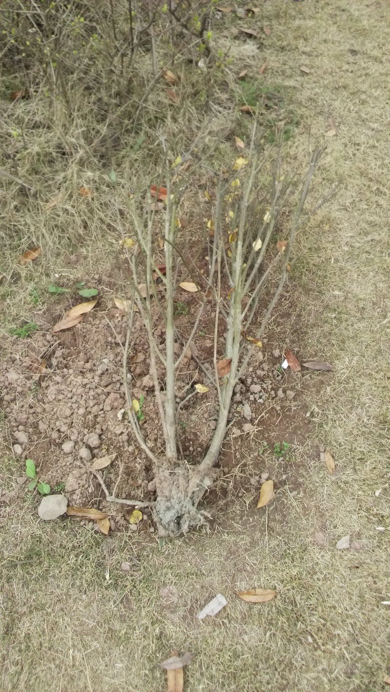 img_20160307_120109.jpg