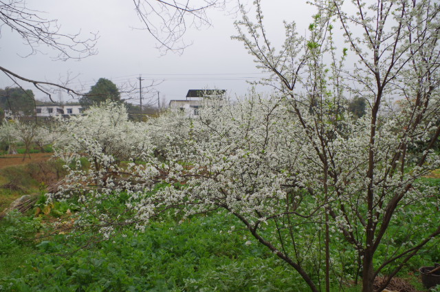 IMGP3043.JPG