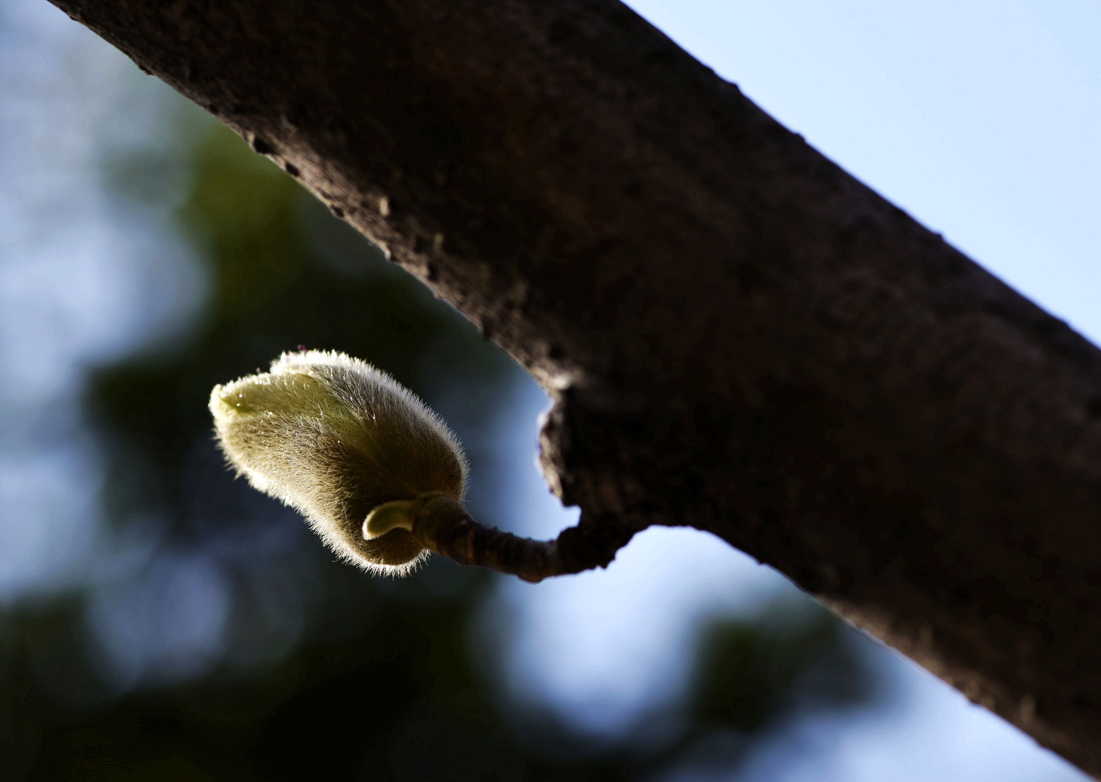 DSC_3334.jpg