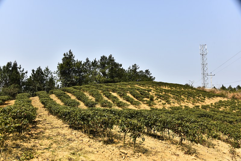 DSC_2951.jpg