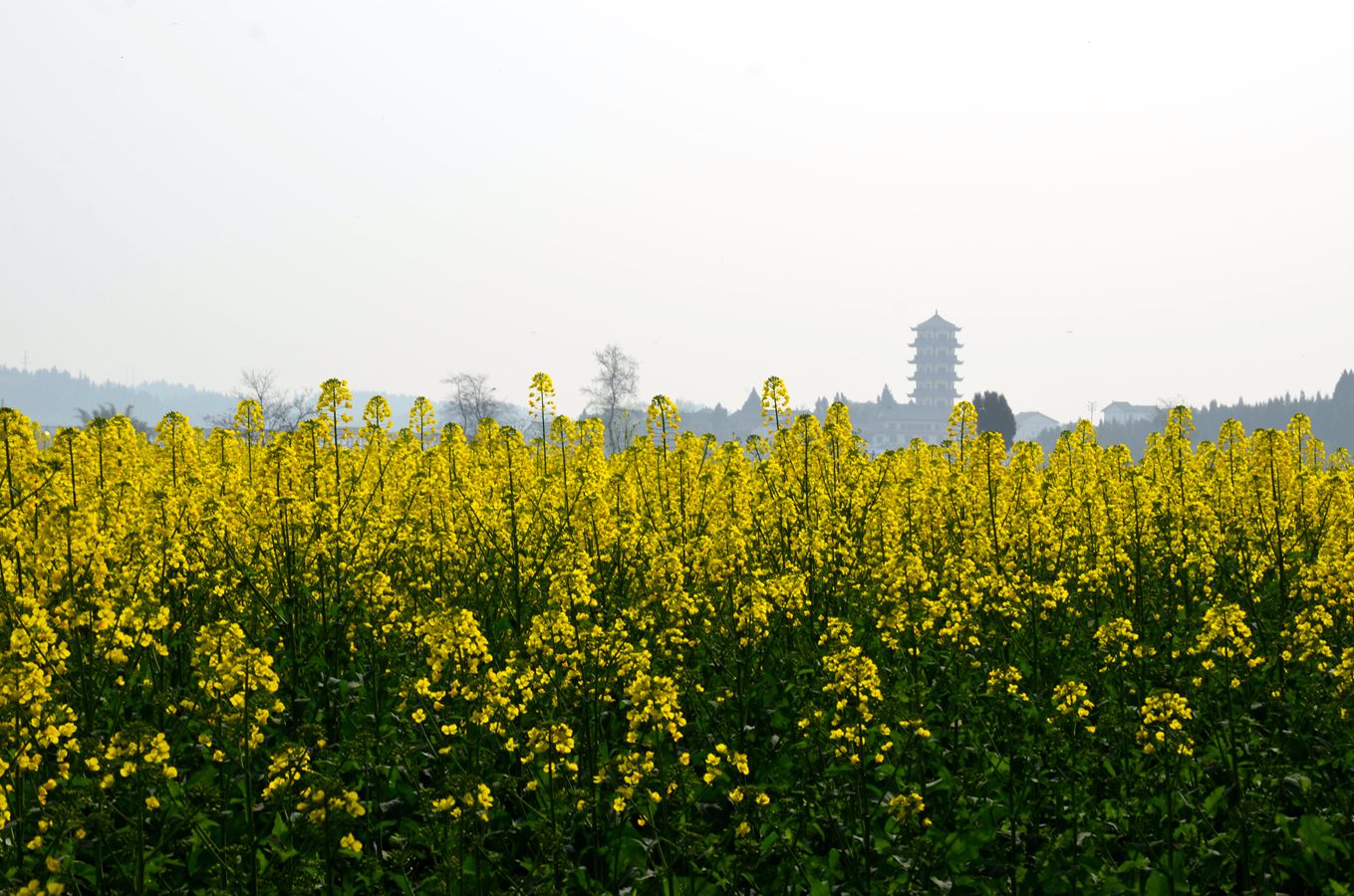 重庆潼南崇龛菜花节图片