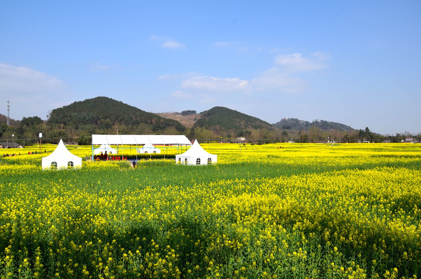 重庆潼南崇龛菜花节图片