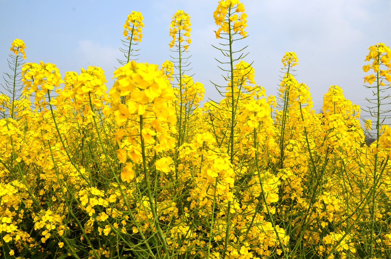 潼南崇龛油菜花图片