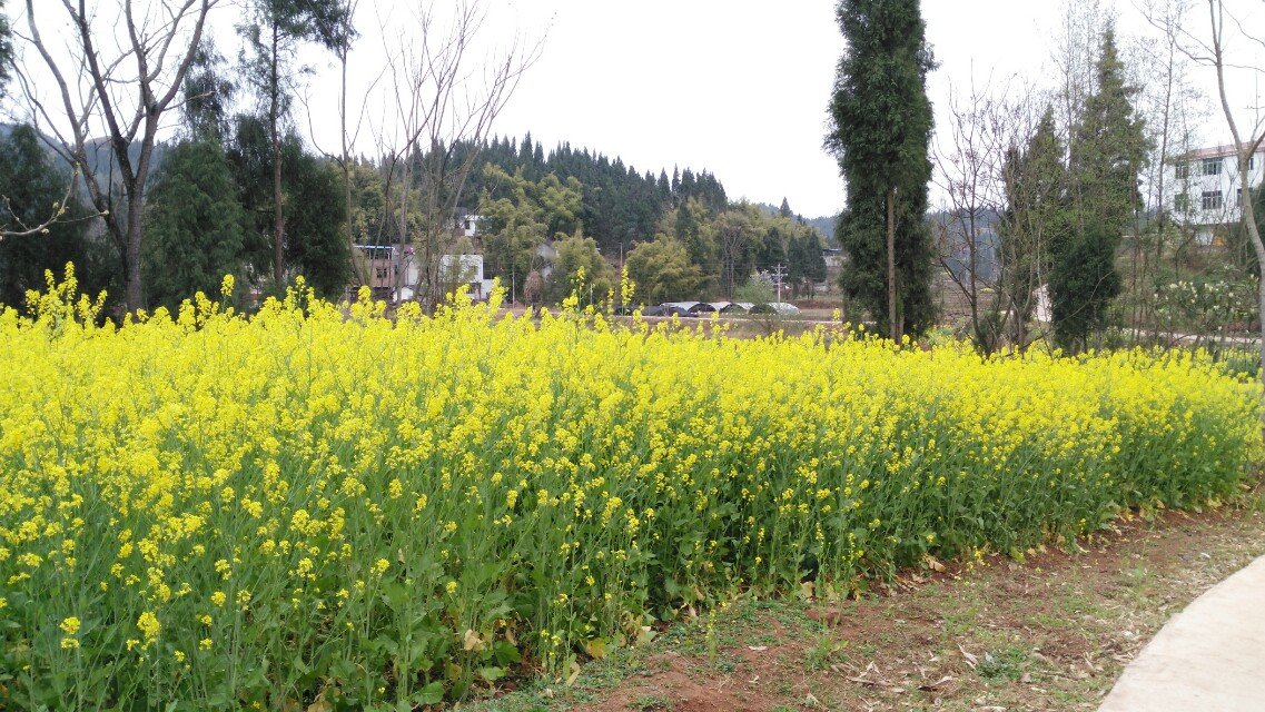 桃紅李白菜花黃