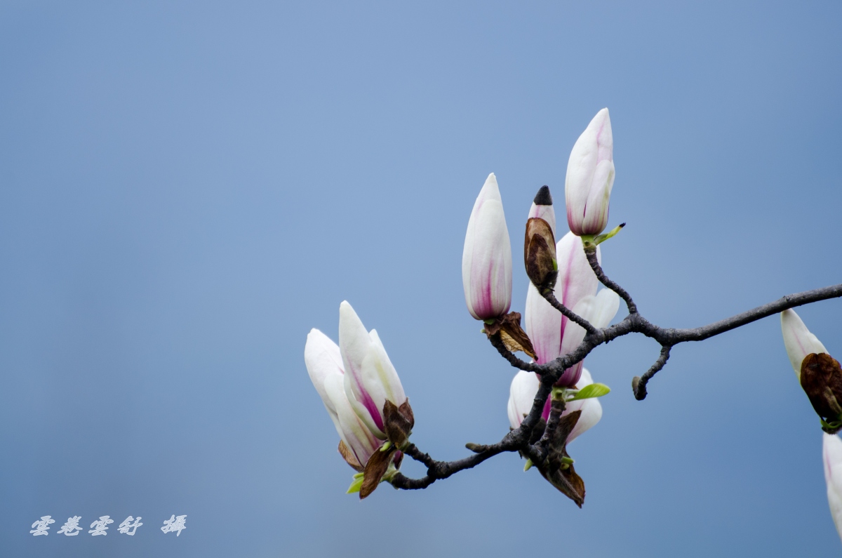 _DSC4575_conew1.jpg