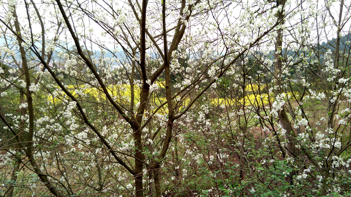 IMG_20160310_152350.jpg