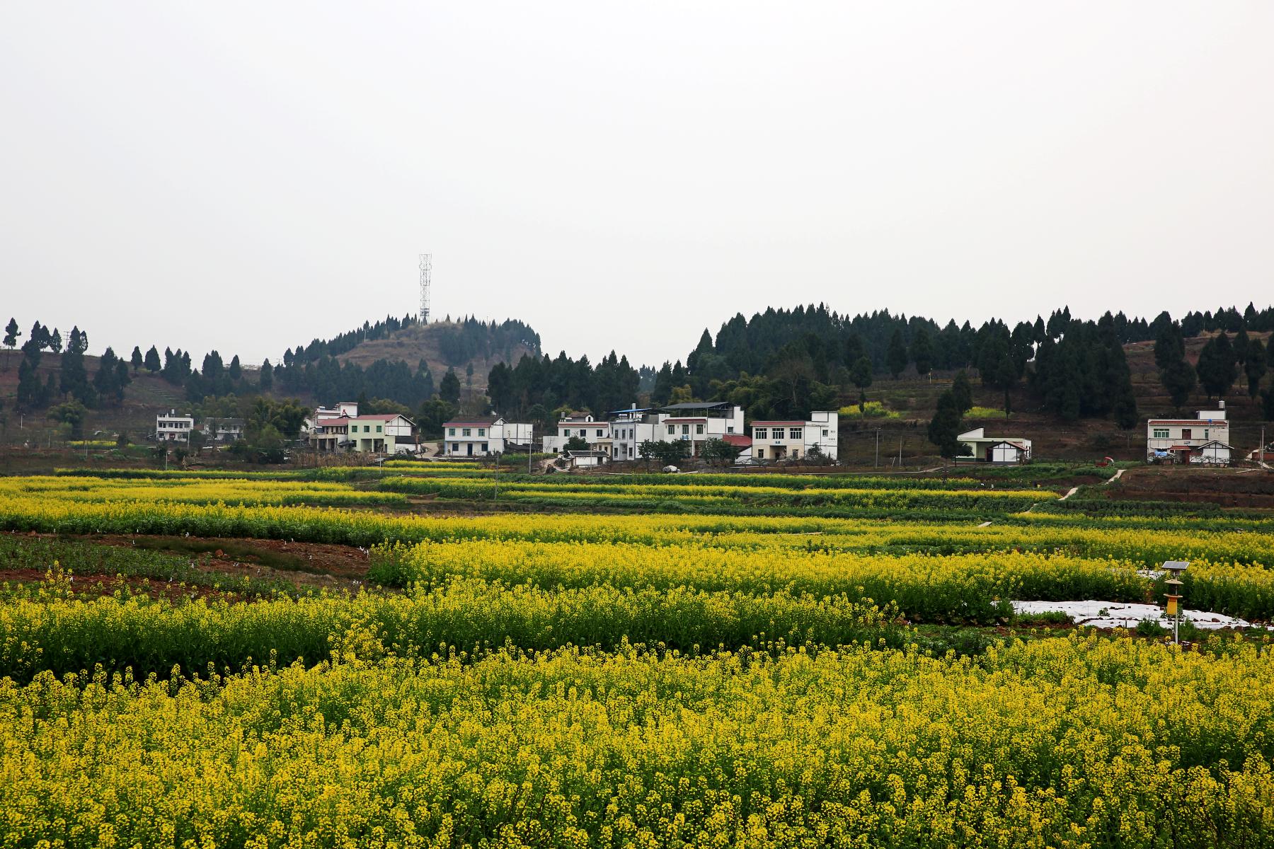 乐山犍为县油菜花图片