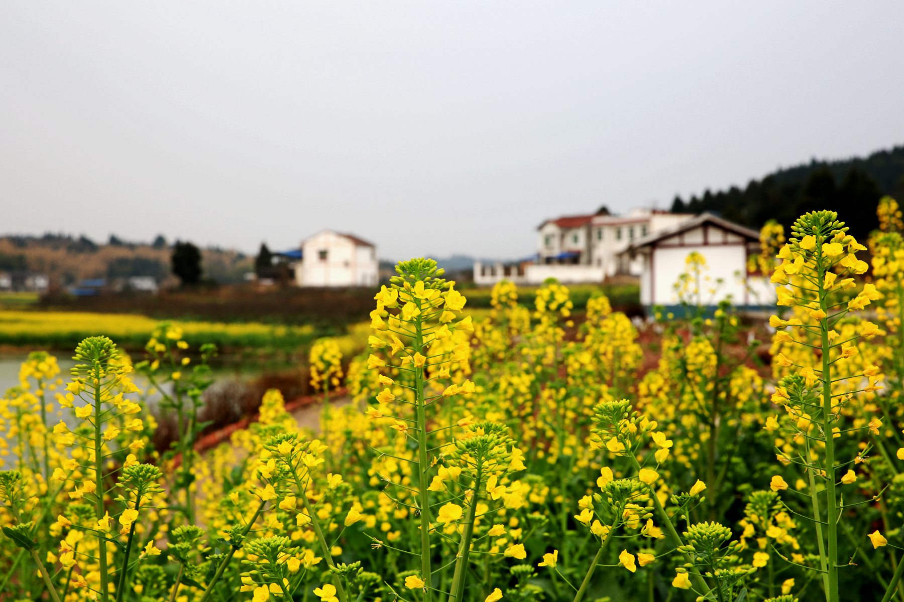 资阳乐至县陆石登水库桃花,油菜花盛开了