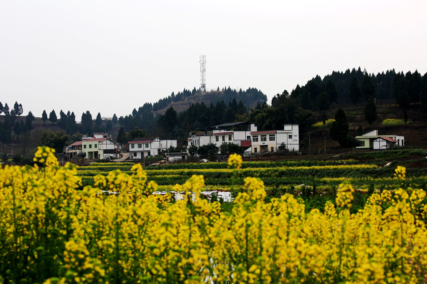 家乡的油菜花