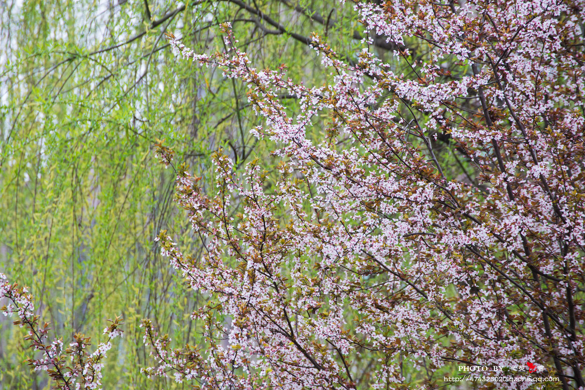 DSC_9035.jpg