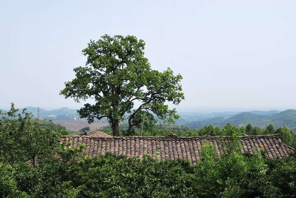 蓬安應修一條鳳石鄉鳳凰山村到金城山的公路-蓬安論壇-麻辣社區