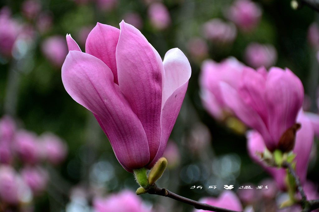 艳丽怡人,芳香淡雅的紫玉兰