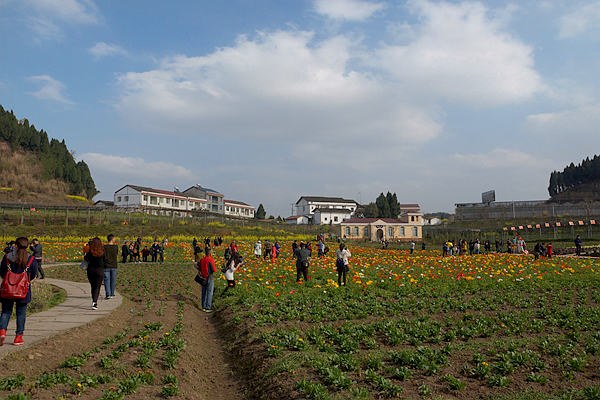 义兴镇百科有机生活园春游踏青好去处-西充论坛-麻辣社区 四川第一网