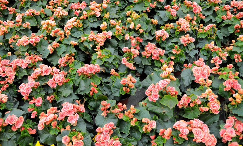 DSC_5219.JPG