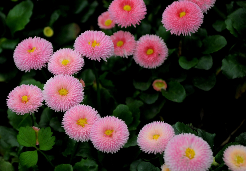 DSC_5249.JPG