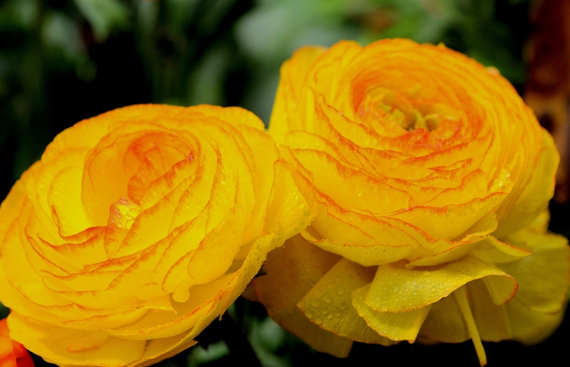 DSC_5292.JPG
