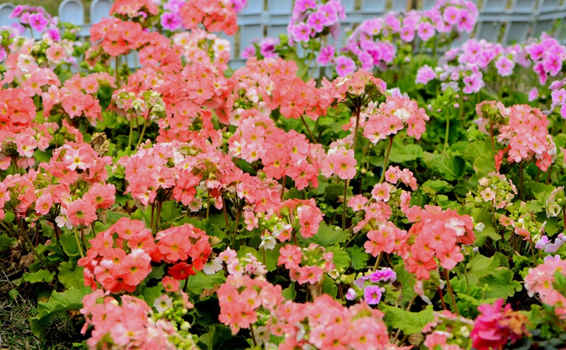 DSC_5294.JPG