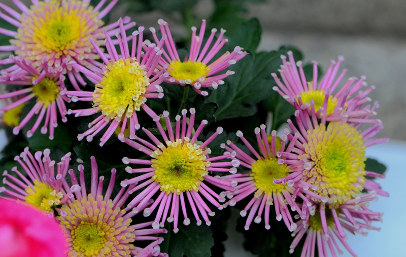 DSC_5302.JPG