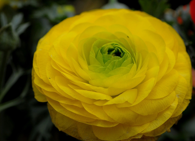 DSC_5334.JPG