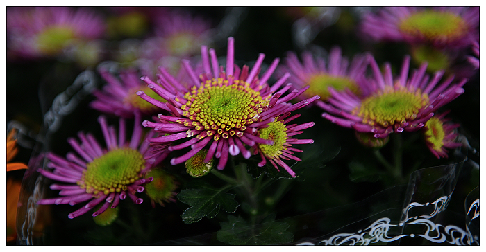 DSC_3876.jpg