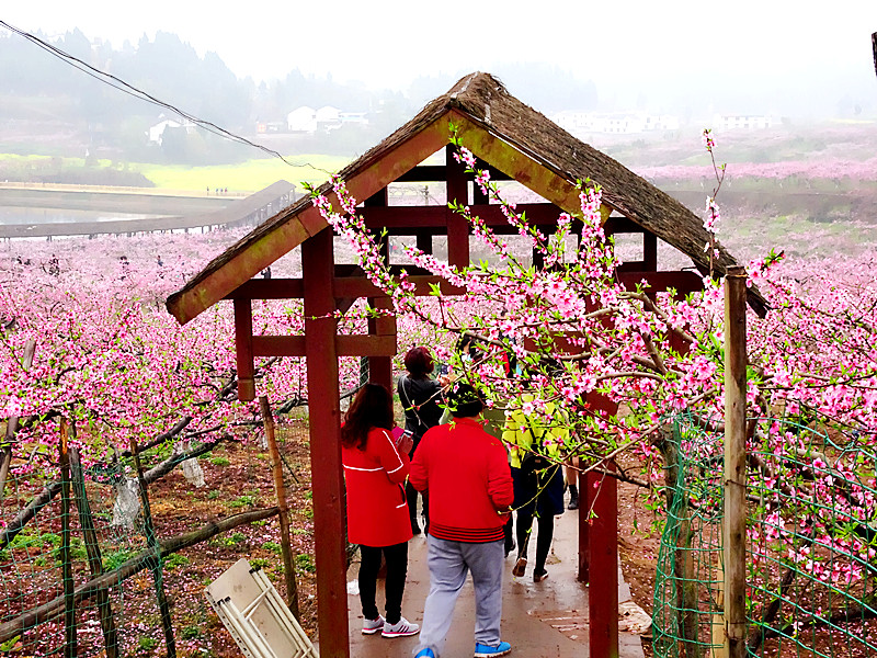 星期天 雨過天晴 西充古樓香桃園 桃花全部盛開 遊客沉醉在挑花叢中