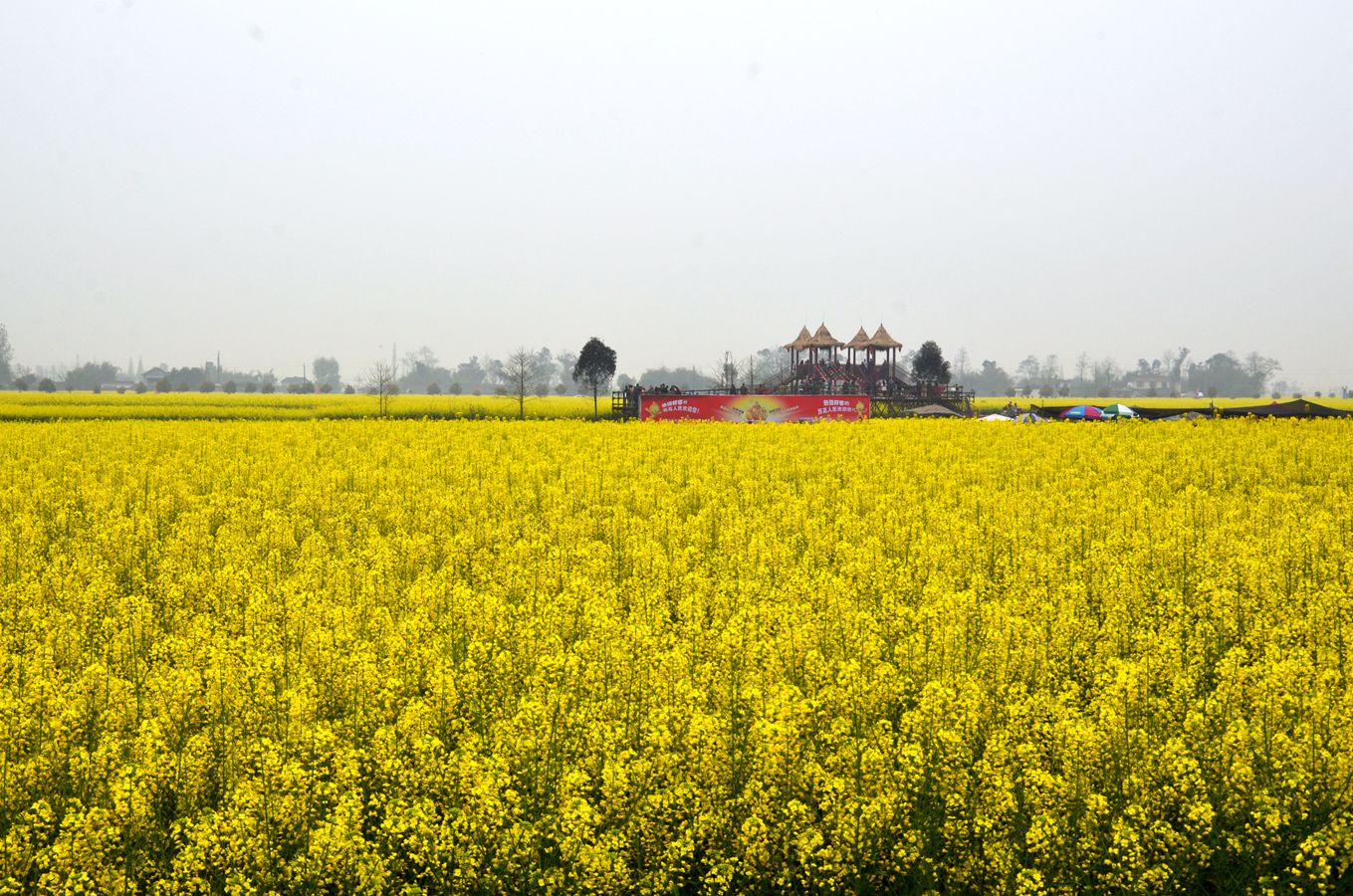 西高菜花节图片