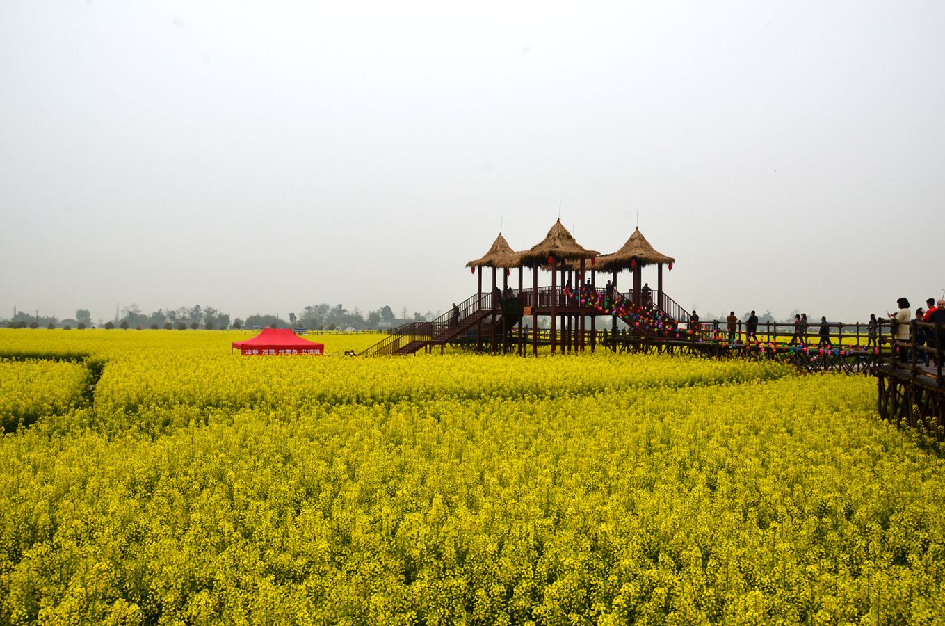 西高菜花节图片