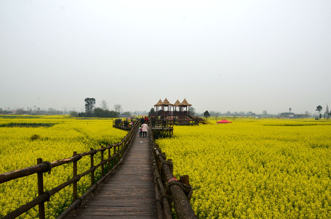 广汉西高镇油菜花公园图片