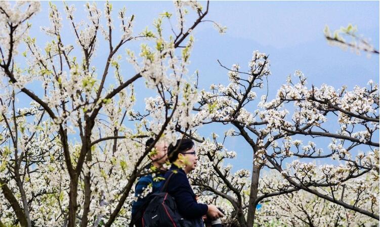 戏春梨花海 问茶锦屏山 锦屏漫天遍野的梨花胜