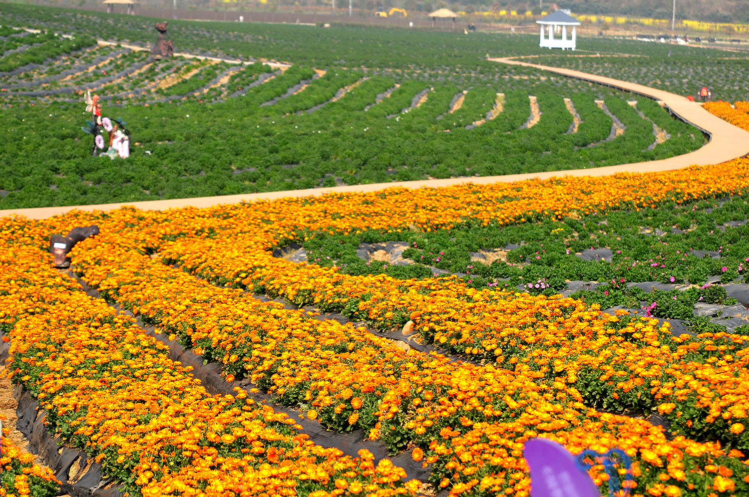 DSC_4243a.jpg