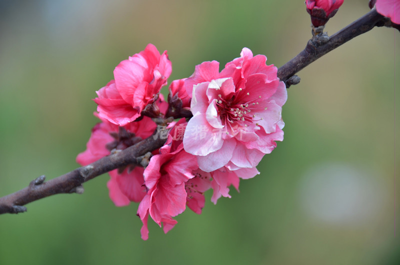 奇异桃树红白两色花同枝头盛开