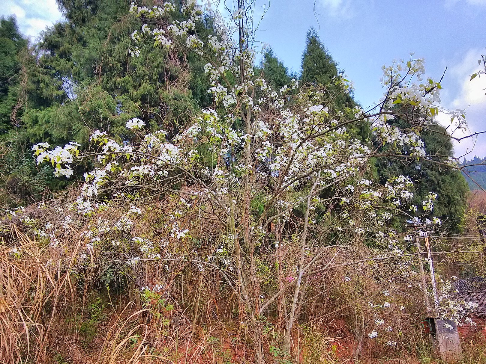 IMG_20160317_150603_HDR.jpg