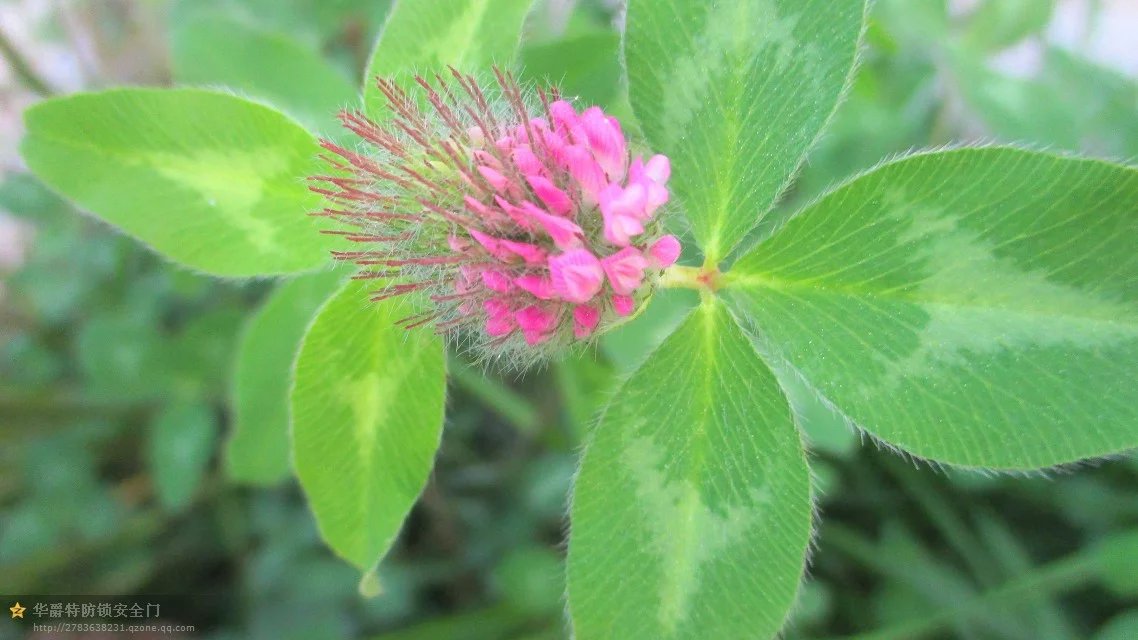 春季里来这是啥子花?