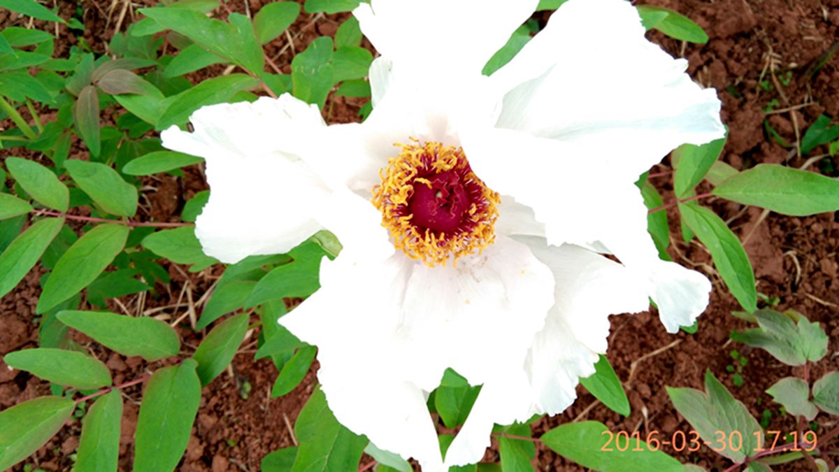 IMG_20160330_171933.jpg