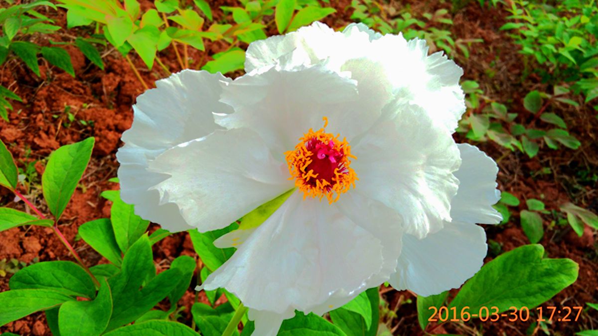 IMG_20160330_172723.jpg