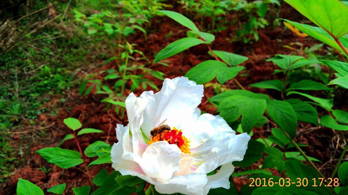 IMG_20160330_172828.jpg