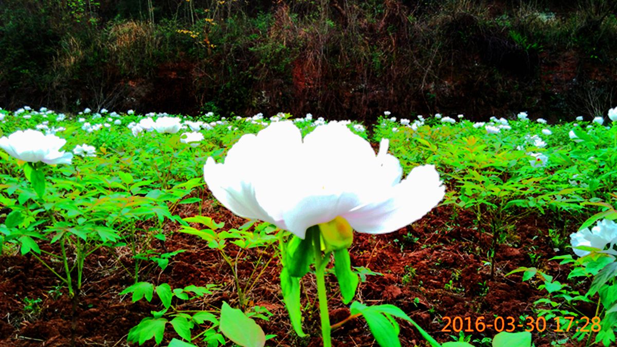 IMG_20160330_172817.jpg