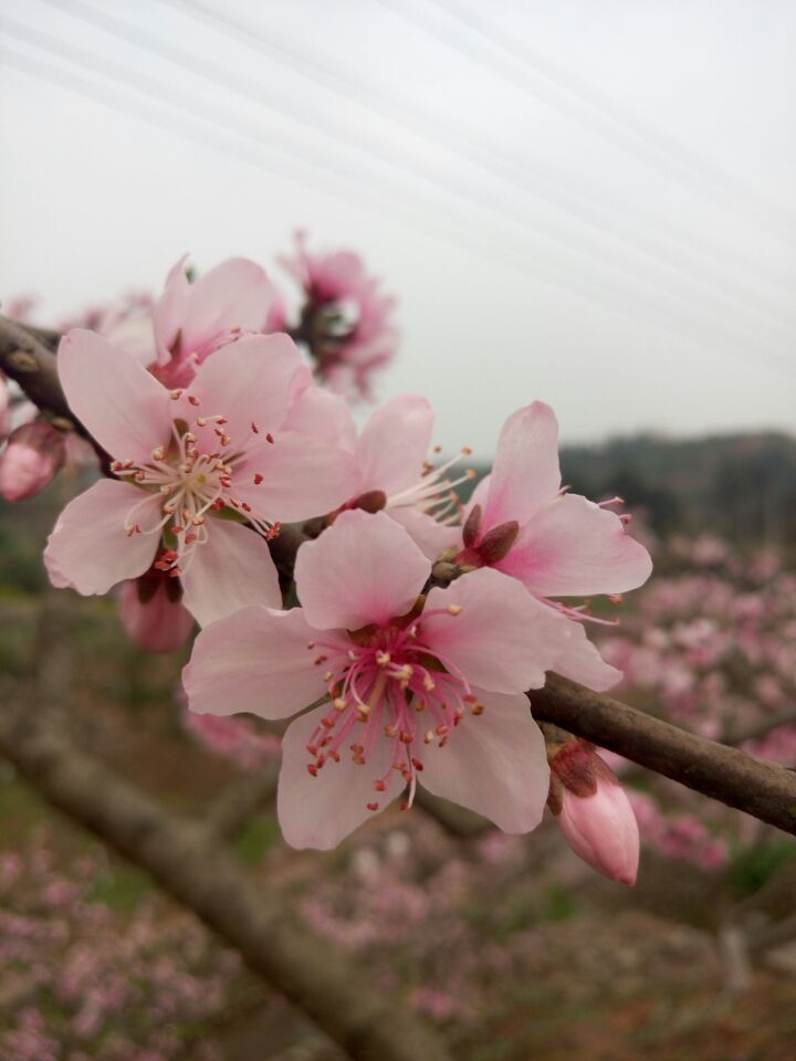 QQͼƬ20160331114007.jpg
