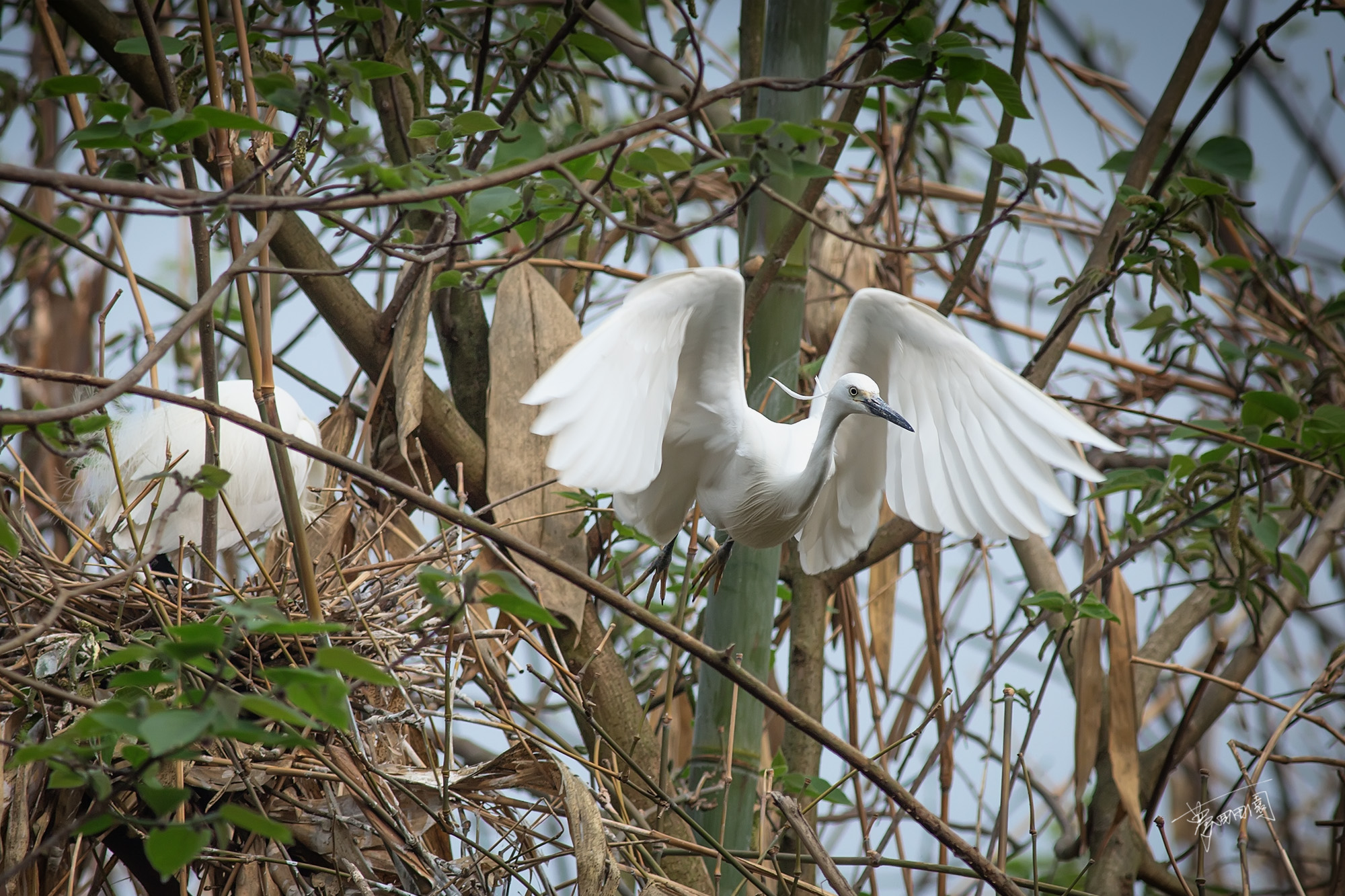 白鹤晾翅图片