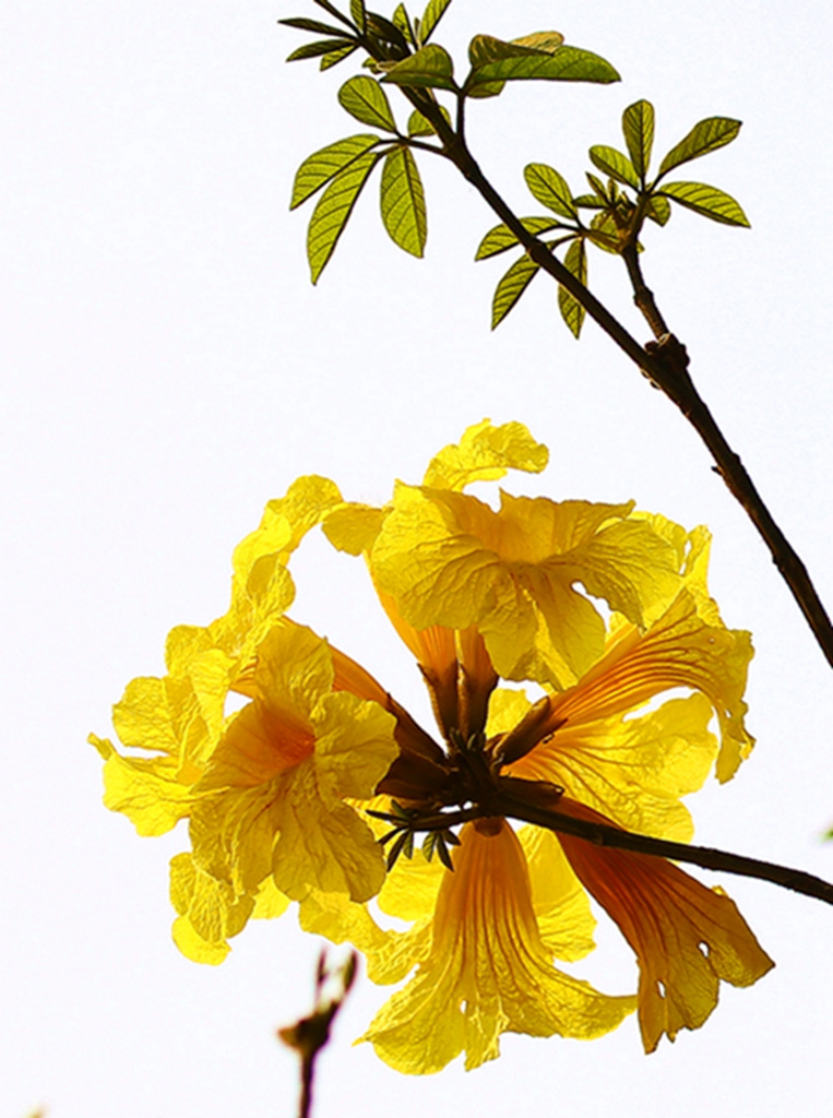 巴西国花铃铛花-麻辣摄影-麻辣社区 四川第一网络社区 你的言论 影响