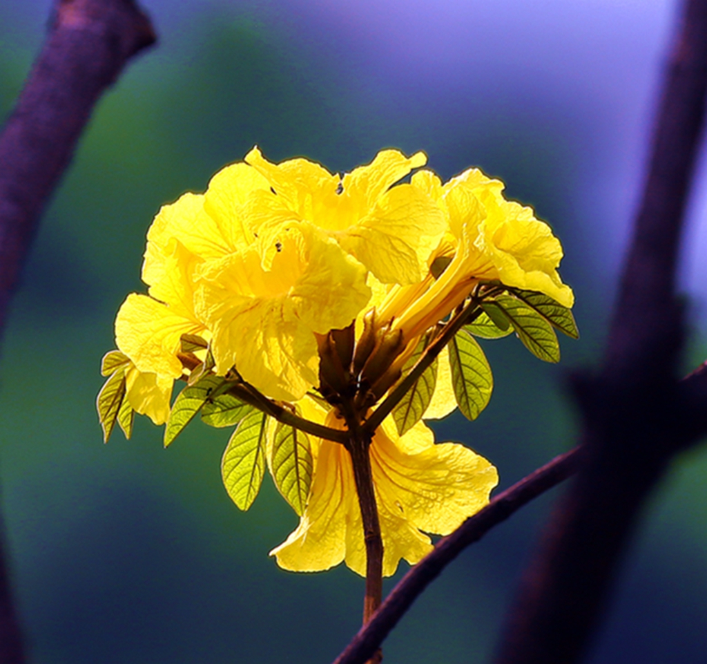巴西国花铃铛花