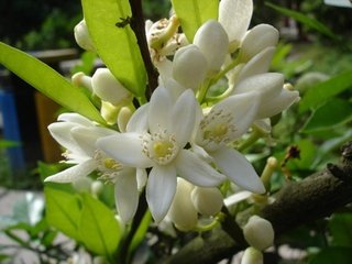 南充市花:栀子花 !