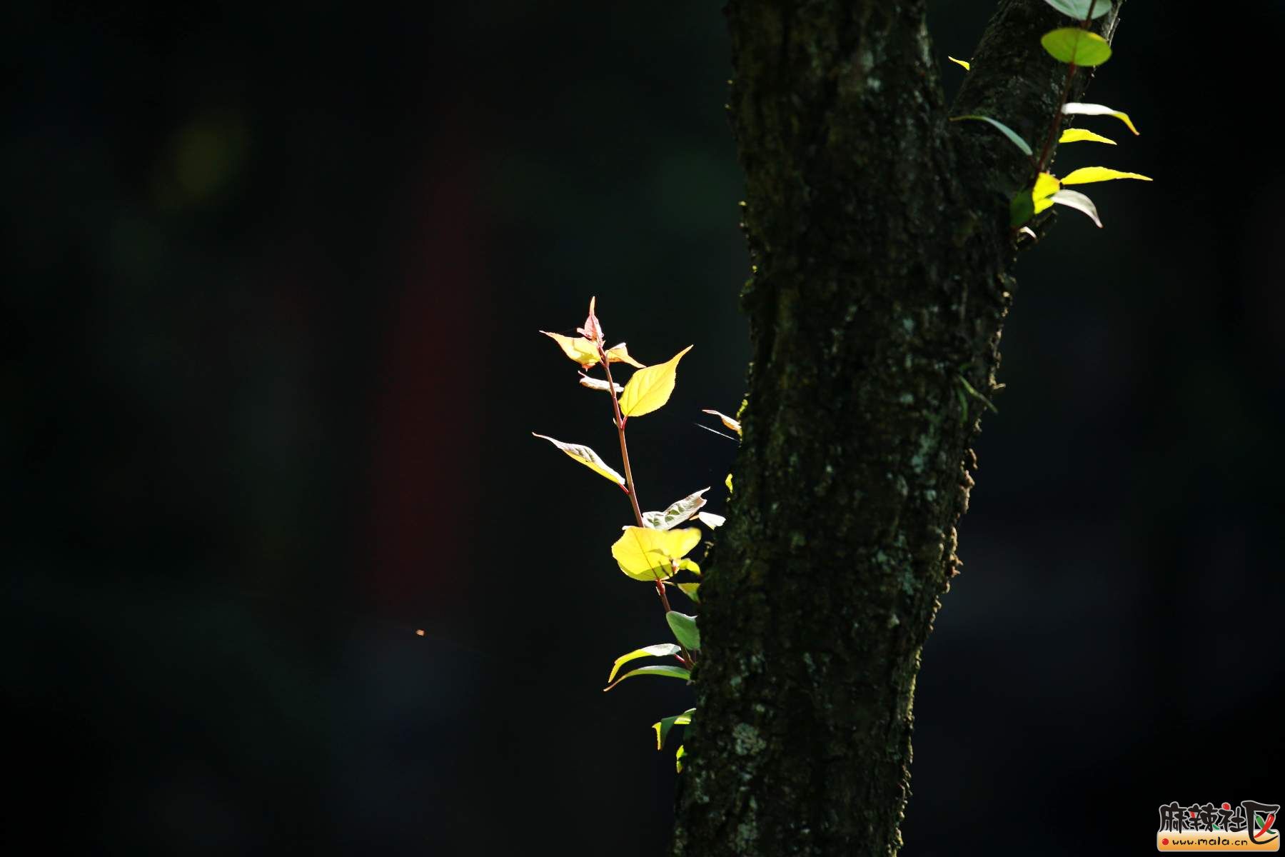 清明时节花草树叶