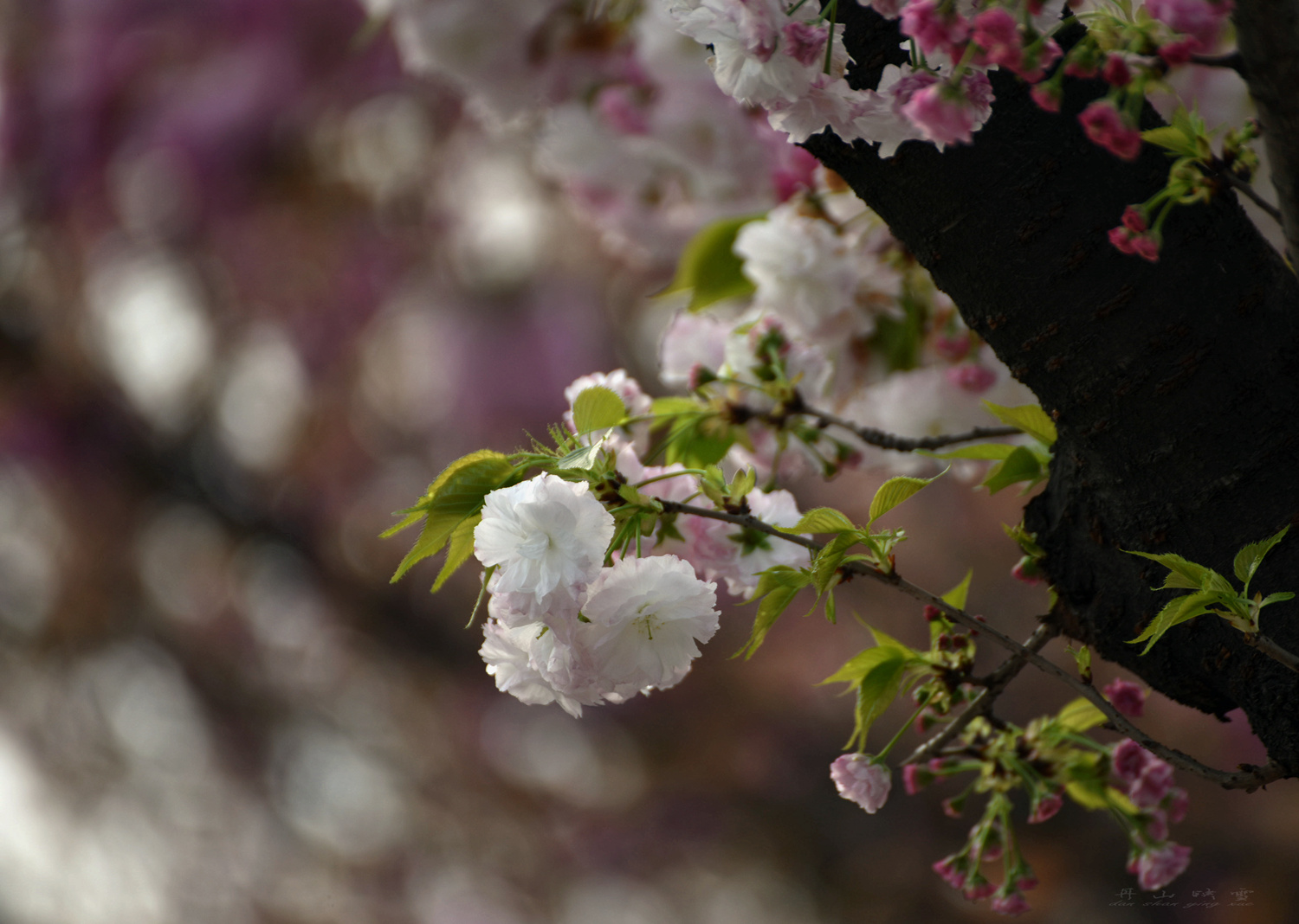 DSC_0574_.jpg