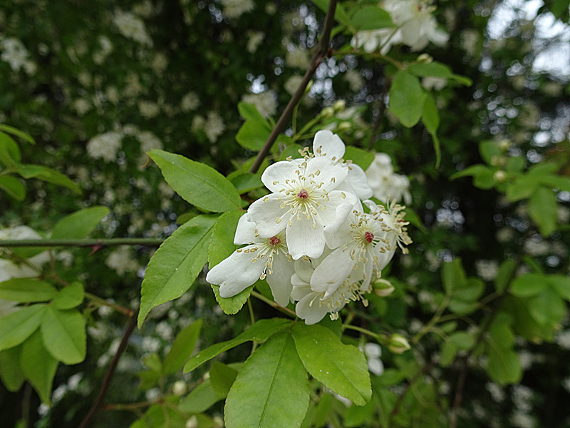 DSC03794_.jpg