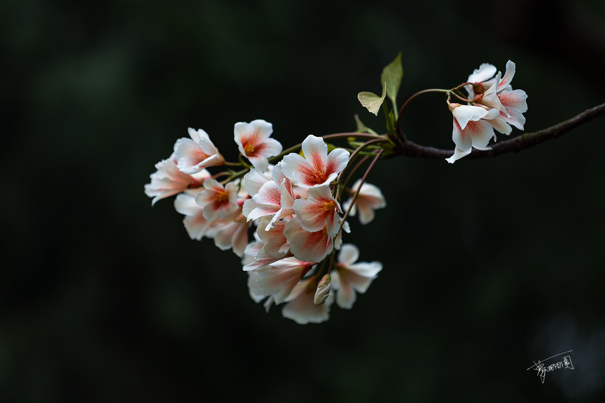 桐子花