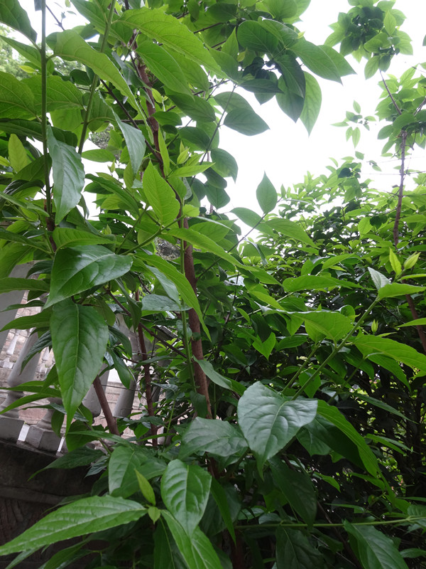DSC07369_.jpg
